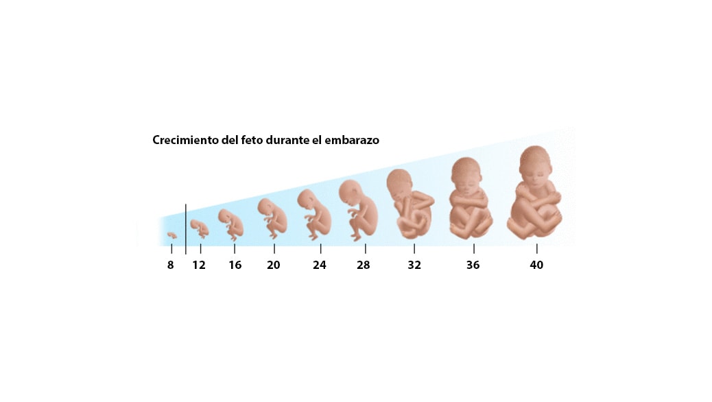 ¿Cuál es la talla y el peso del feto a lo largo de los 9 meses de embarazo?