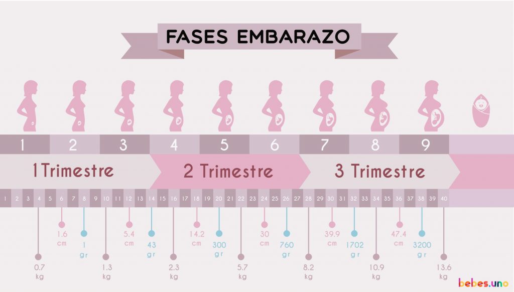 fases embarazo: peso y talla bebe + incremento peso madre