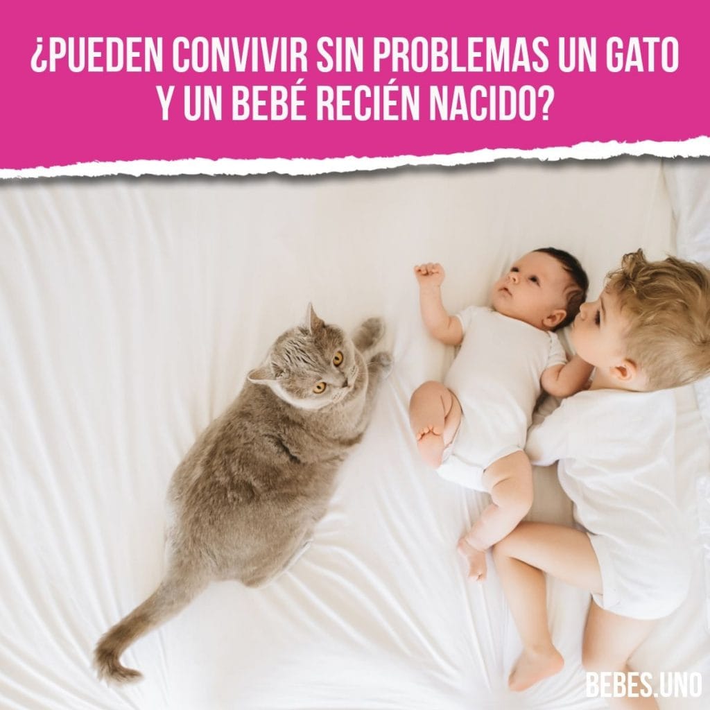 ¿Pueden convivir sin problemas un gato y un bebé recién nacido?